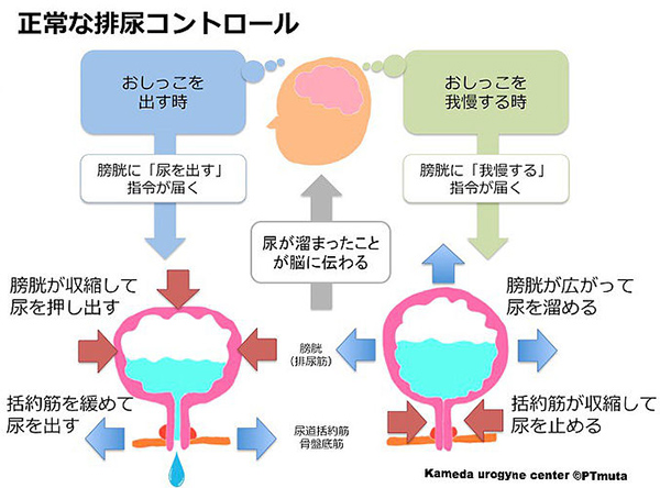 近い 尿意 が トイレが近い女性に考えられる病気と対処法