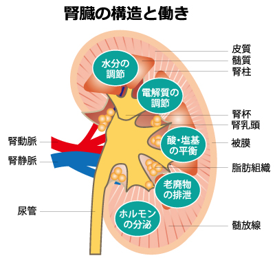わかりやすい腎臓の構造と機能 |本 | 通販 | Amazon