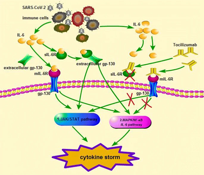 Tocilizumab for COVID-19: a review at 1, May - 亀田メディカル